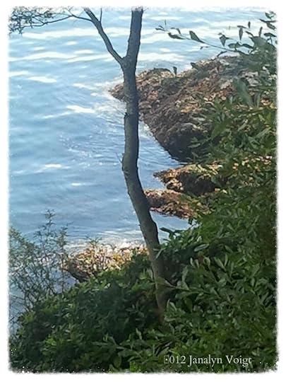 Blue Water and Tree San Juan Island