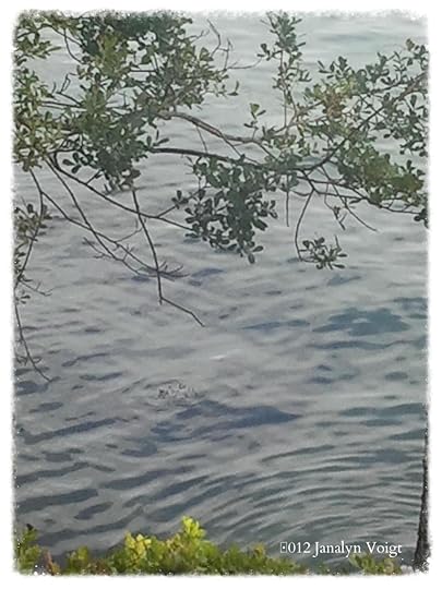 Water through boughs San Juan Island