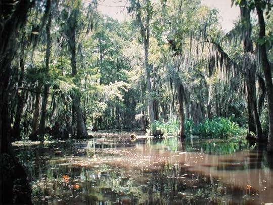 swamp