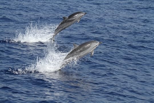 Striped-dolphins-RWB