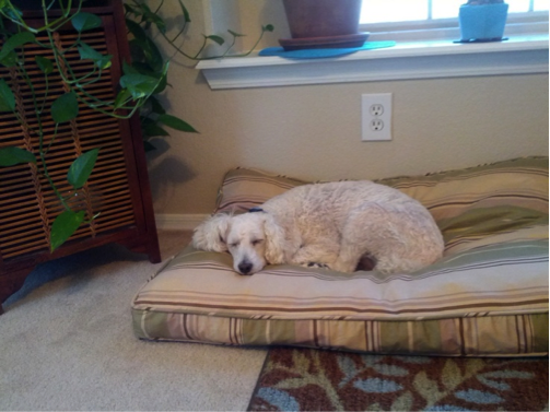 Sophia Dog