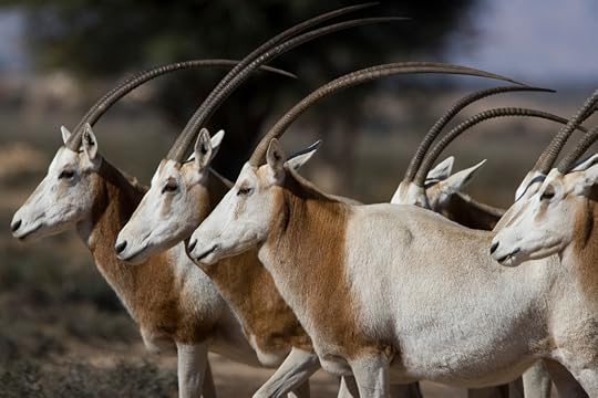 Oryx at Bou-Hedma National Park in Tunisia: (Photo: Olivier Born)