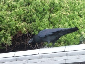 Nevermore
