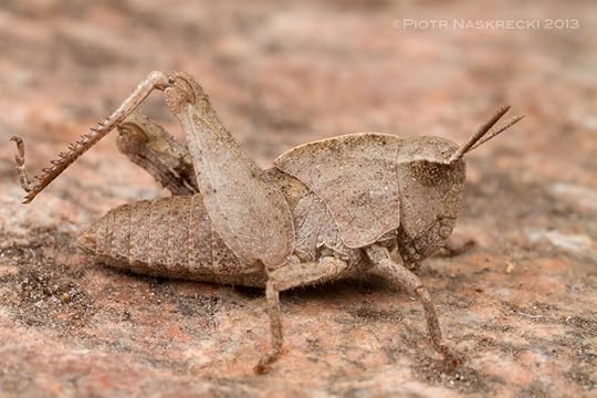 A nymph of the Green-striped Grasshopper (Chortophaga viridifasciata) found today in Woburn, MA [Canon 7D, Canon MT 24EX twin light]