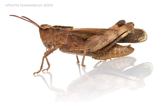 An adult male of the Green-striped Grasshopper photographed in May 2012 [Canon 7D, 3 speedlights Canon 580EXII]
