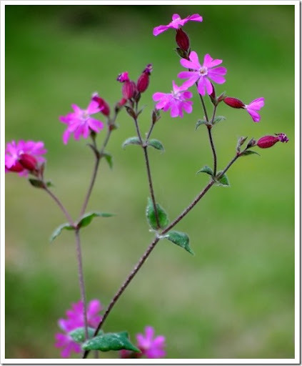 27 June 4 21-06-2013 11-31-04