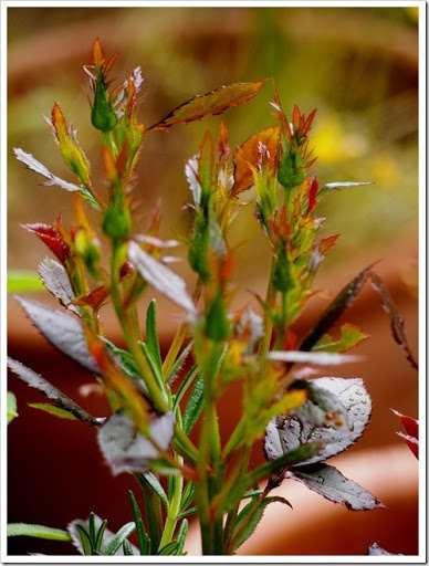 26 June 2 24-06-2013 10-54-07