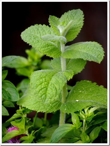 26 June 3 24-06-2013 10-54-46