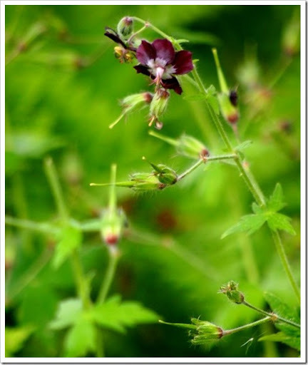 26 June 6 21-06-2013 11-27-15