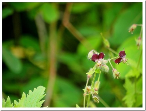 24 June 1 21-06-2013 11-24-49