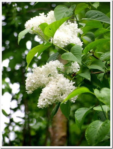 24 June 5 21-06-2013 11-25-20