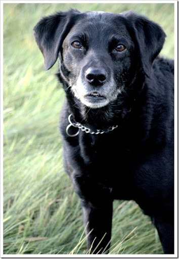 26%2520Oct%2520Pigeon%25202.ORF