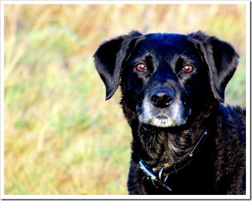 27%2520Jan%2520dog%252027-01-2012%252016-08-56