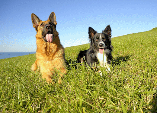 canstockphoto13233897 Dogs German Shepherd Border Collie