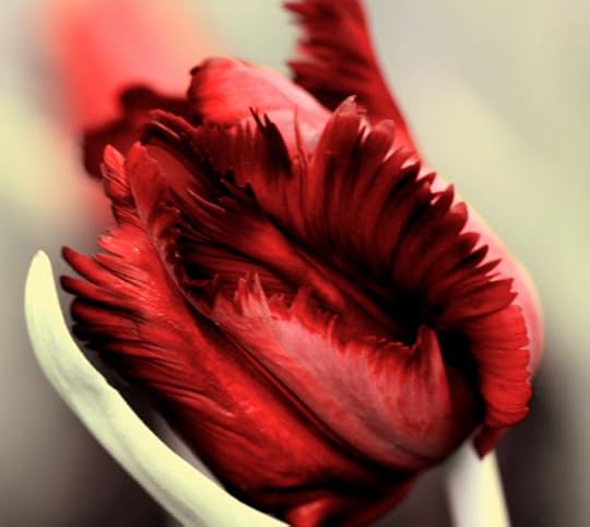 tulip2
