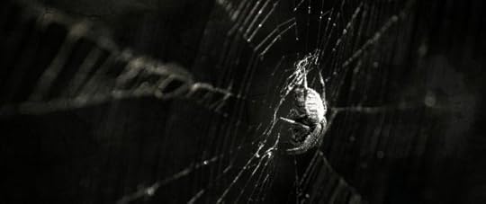 animal-animal-spider-wallpaper