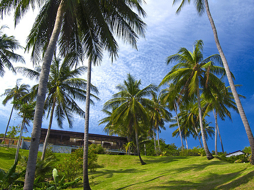 Palm trees in Koh Samui.