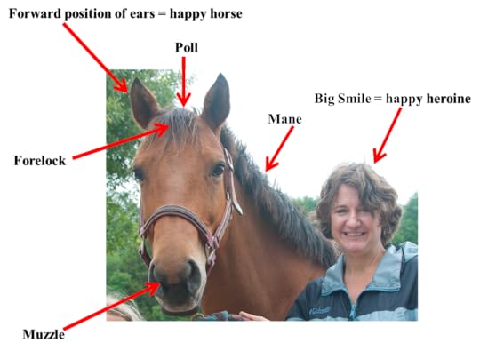 Front Parts of horse