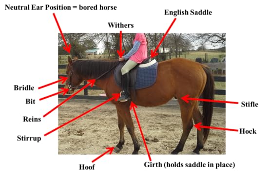 Other Parts of Horse