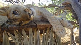 Mugi in his boma at Kora