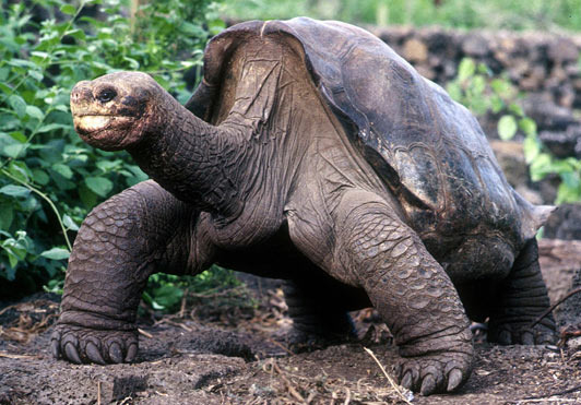 Lonesome George