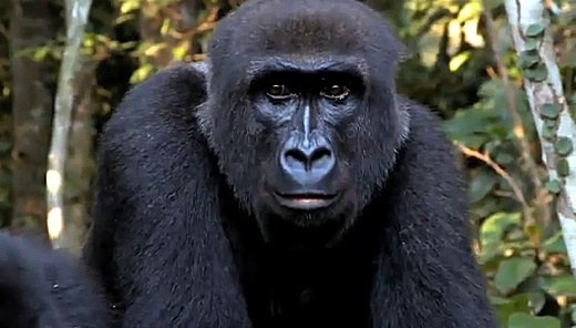 Kwibi 