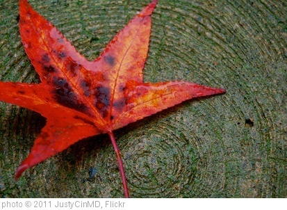 'fall leaf' photo (c) 2011, JustyCinMD - license: http://creativecommons.org/licenses/by/2.0/