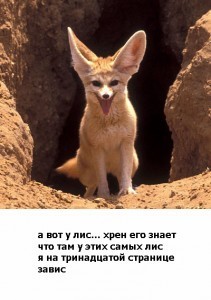 foxes