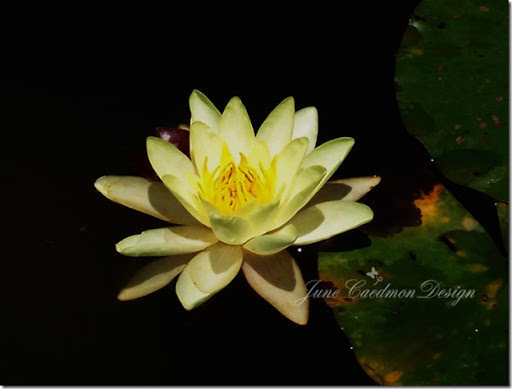 WhiteWaterLily