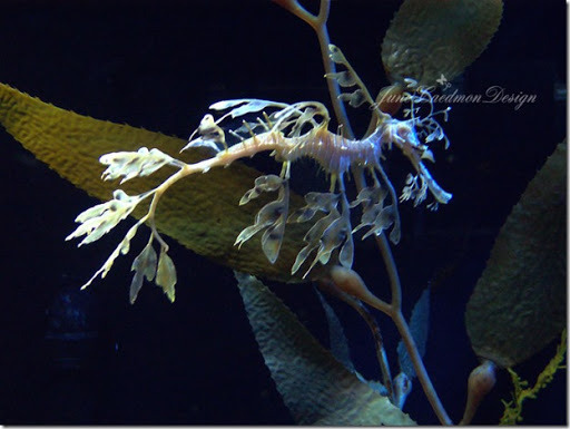 Fancy_Seahorse