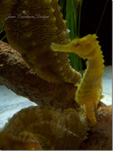 Seahorse