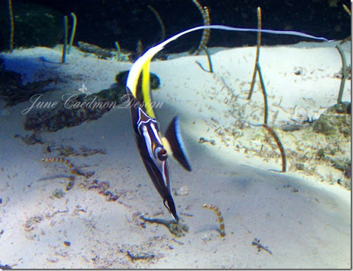 AngelFish2