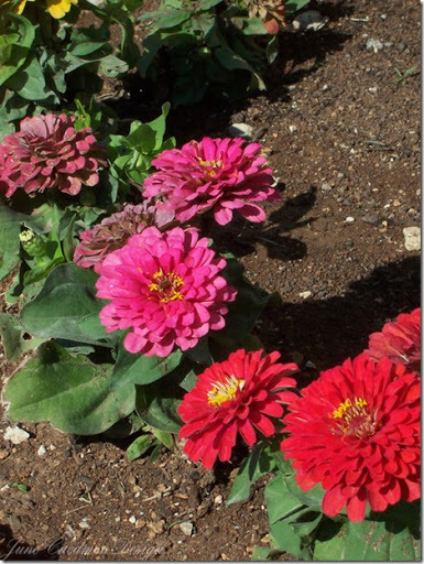 Zinnias_PinkRow