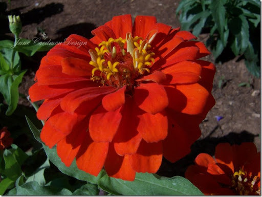 Zinnias_Red