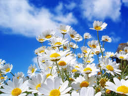 Daisy, the flower of April, is associated with the planet Venus and the deities Freya, Artemis (Diana), and Thor.