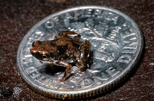 Paedophryne amauensis