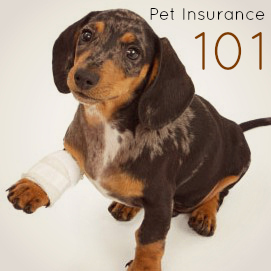 Pet Insurance 101