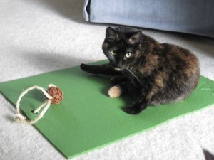 feline_yoga_posture