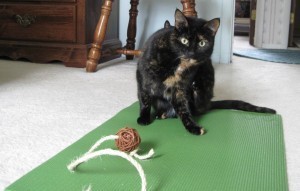 yoga_cat