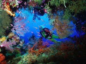 http://blog.discoverqueensland.com.au/scuba-dive-the-great-barrier-reef/