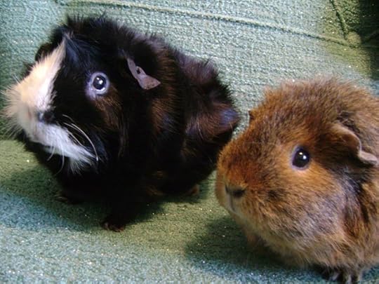 I wasn’t even dangling parsley behind the camera.