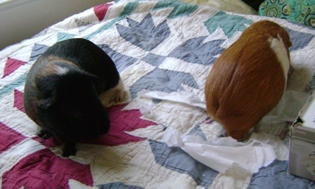 Belvedere and Pickles had a complicated but jovial relationship.