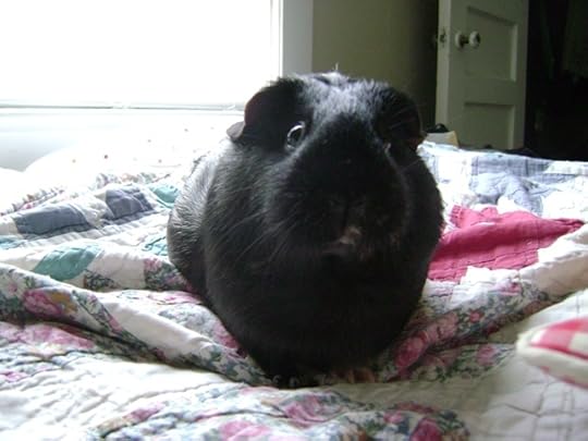 Maybe if we allow teachers to teach, the quality of our nation’s book reports will improve. Or maybe kids will make the same choices as they did in the late 1990s. But it’s a chapter book! Yeah, technically. Barely.