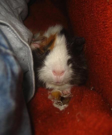 The hole in the chair below his chin was not ripped by Mortemer.