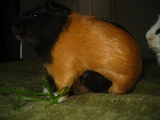 The part of the situation you can’t see in this picture is baby Pickles trying to nurse from Mortemer, her father.