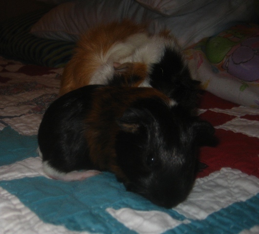 Bel needed no encouragement in looking for smells.