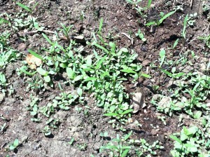 seedlings