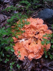 orange fungus_resized