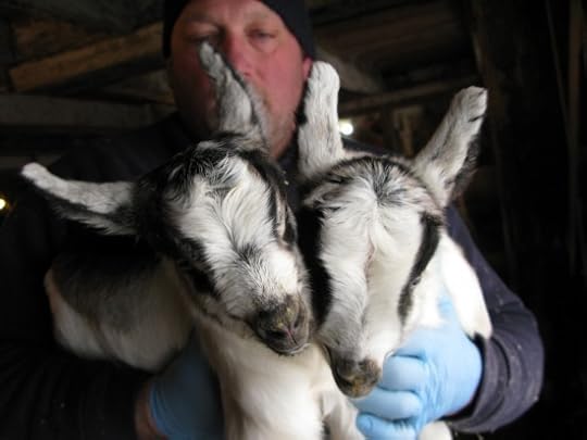 Baby Goat Photos