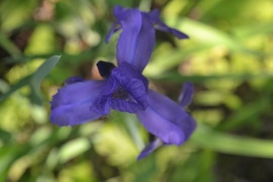 iris center